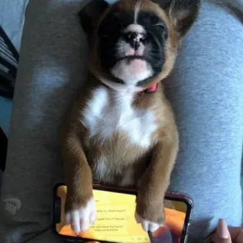 Adorabili cuccioli di Boxer