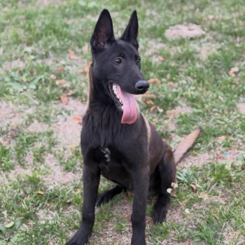 Vi presentiamo Rex, un pastore belga Malinois maschio di 12 settimane.