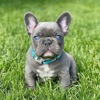 bellissimi cuccioli di bulldog francese