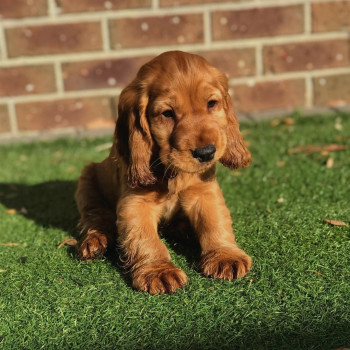adorabili cuccioli di cocker spaniel