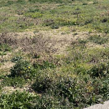 Terreno in vendita a Casalserugo (Padova)