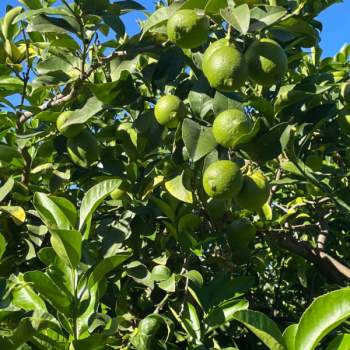 Villa in vendita a Partinico (Palermo)