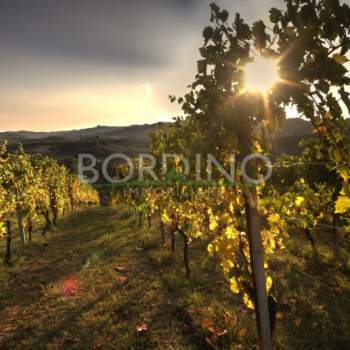 Attivita commerciale in vendita a Mango (Cuneo)