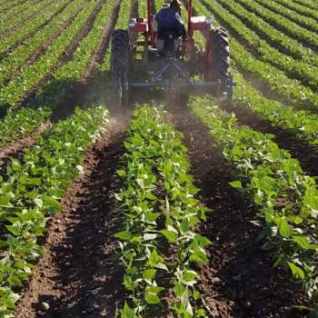 Terreno in vendita a Vigonza (Padova)