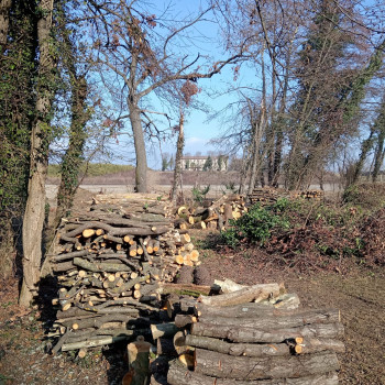 Legna da siepe campestre