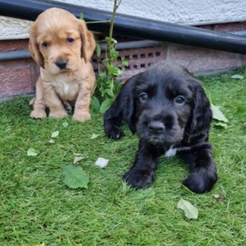 Bellissimi cuccioli di cocker spaniel