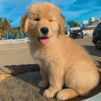 Cuccioli di Golden Retriever in cerca di una nuova casa
