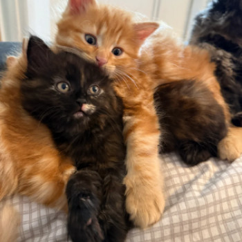 Adorabili gattini persiani di razza pura