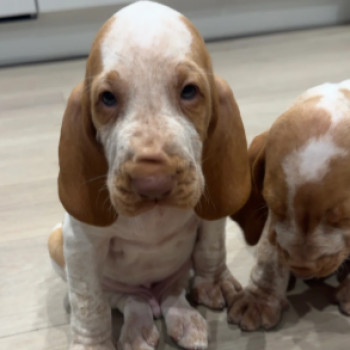 Splendidi cuccioli di bracco italiano