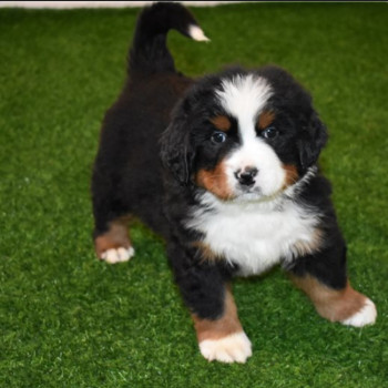 Cuccioli Bovaro del Bernese