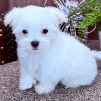 Cuccioli di Maltese