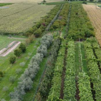 Terreno in vendita a Sommacampagna (Verona)