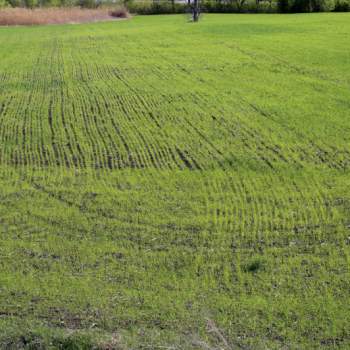 Terreno in vendita a Pralboino (Brescia)