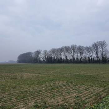 Terreno in vendita a Villamarzana (Rovigo)
