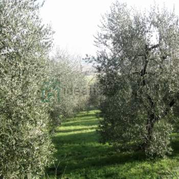 Terreno in vendita a Illasi (Verona)