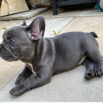 Bouledogue Francese con Pedigree