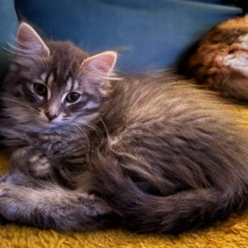 Adorabili gattini norvegese delle foreste 