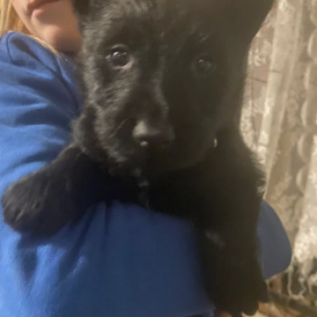 Cuccioli di Scottish Terrier