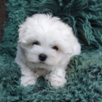 Splendidi cuccioli di maltese