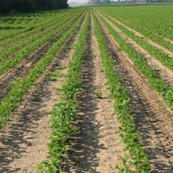 Terreno in vendita a Padova (Padova)