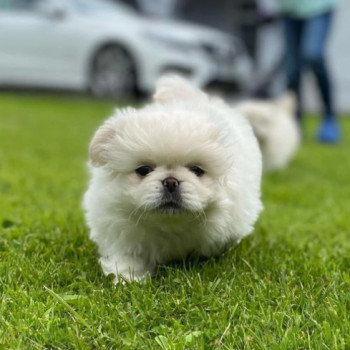 Fantastici cuccioli di pechinese