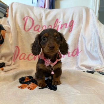 Piccola Taglia cuccioli di Bassotto Nano