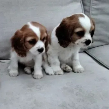 Bellissimi cuccioli cavalier king