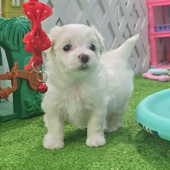 Cuccioli di Maltese toy