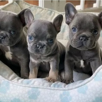 Cuccioli di bulldog francese di razza pura al 100%