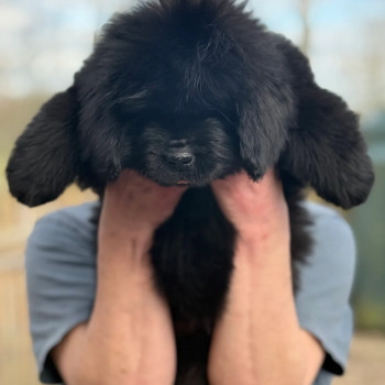Cuccioli di Terranova in cerca di adozione