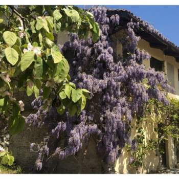 Villa in vendita a Dogliani (Cuneo)