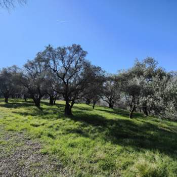 Terreno in vendita a Verona (Verona)