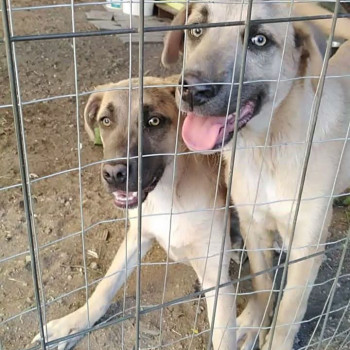 Cuccioli in Adozione 