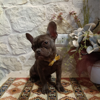 Bouledogue Francese cucciolo in vendita