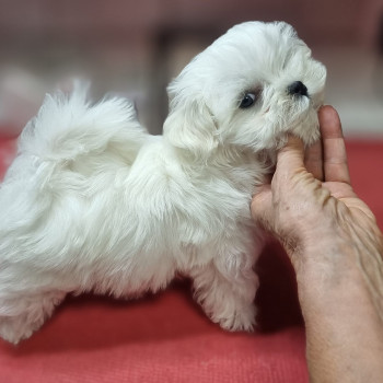 Cuccioli di Maltese toy
