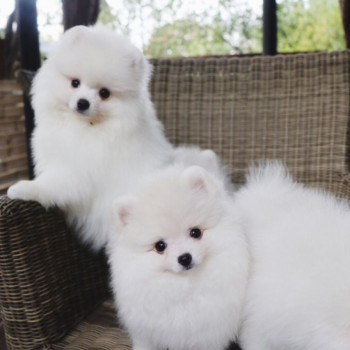 Splendidi cuccioli di Pomerania in cerca di una buona casa