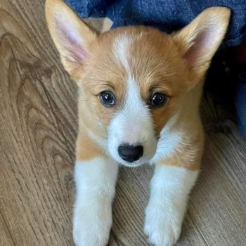 Cuccioli di Corgi ben socializzati