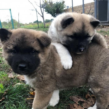Cuccioli di Akita &ndash; Eleganti, Fieri e Fedeli!