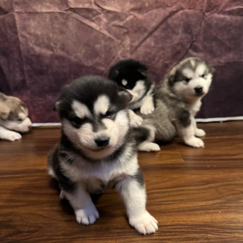 Meravigliosi cuccioli di Alaskan Malamute