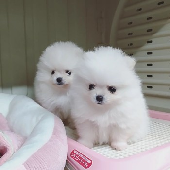 Cuccioli di Pomerania di razza pura disponibili