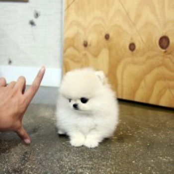 volpino di pomerania toy
