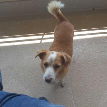 Cerco fidanzatina per cagnolino meticcio