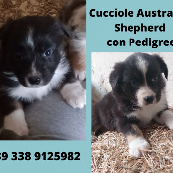Cucciole Australian Shepherd Pastore Australiano