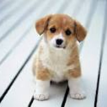 Cerco cucciolo di cane, anche meticcio