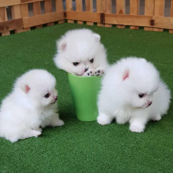 Volpino spitz pomerania