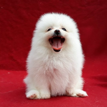 Regalo pomerania cuccioli
