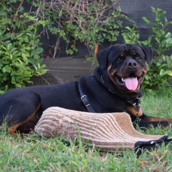 Disponibile rottweiler per accoppiamento 