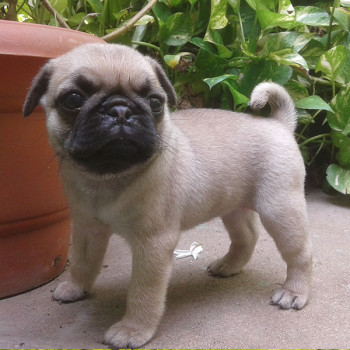 Bellissimi cuccioli di Carlino