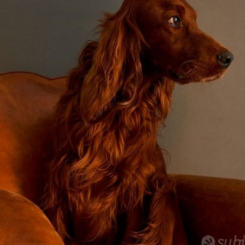 Cuccioli setter irlandese