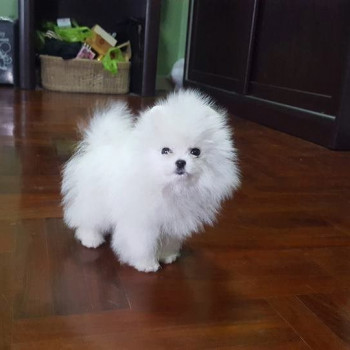 Pomerania Età 3 mesi